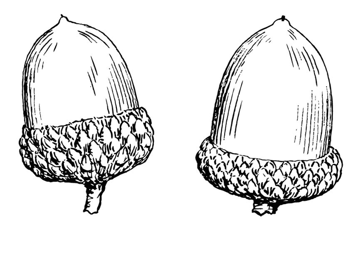 Malvorlage Eichel - Kostenlose Ausmalbilder Zum Ausdrucken - Bild 15694.