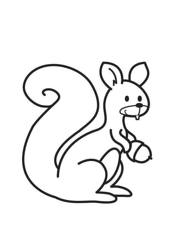 malvorlage eichhörnchen - kostenlose ausmalbilder zum