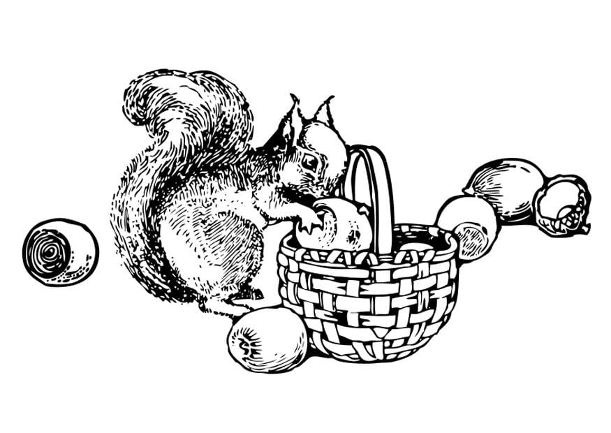 malvorlage eichhörnchen - kostenlose ausmalbilder zum