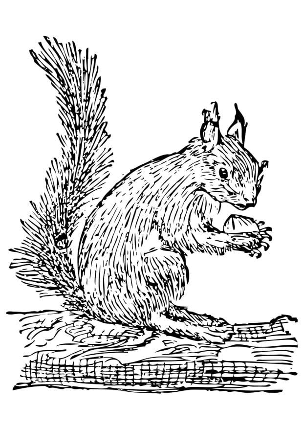 Malvorlage Eichhörnchen - Kostenlose Ausmalbilder Zum Ausdrucken - Bild