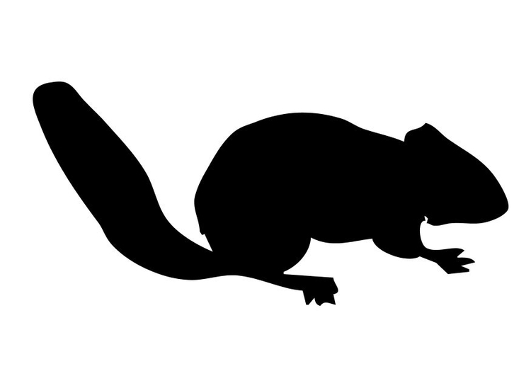 Malvorlage Eichhörnchen - Kostenlose Ausmalbilder Zum Ausdrucken - Bild