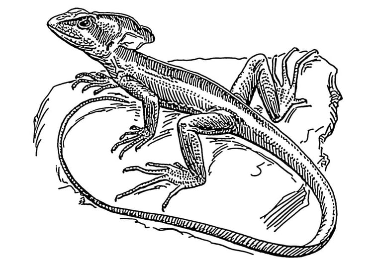 malvorlage eidechse  basilisk  ausmalbild 18908