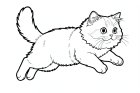 eine Perserkatze, die springt