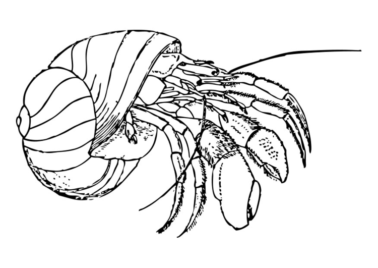 Malvorlage  Einsiedlerkrebs