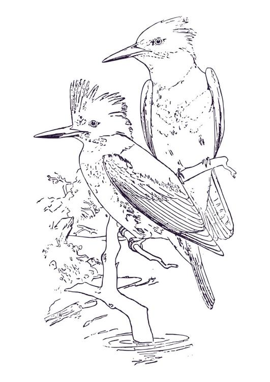 Eisvogel