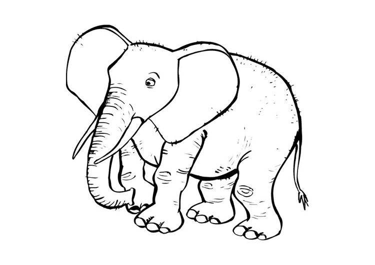 Malvorlage  Elefant