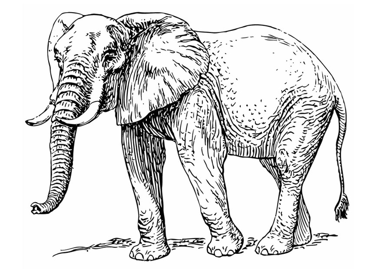 Malvorlage  Elefant