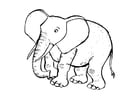 Elefant