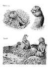 Malvorlage erdmÃ¤nnchen