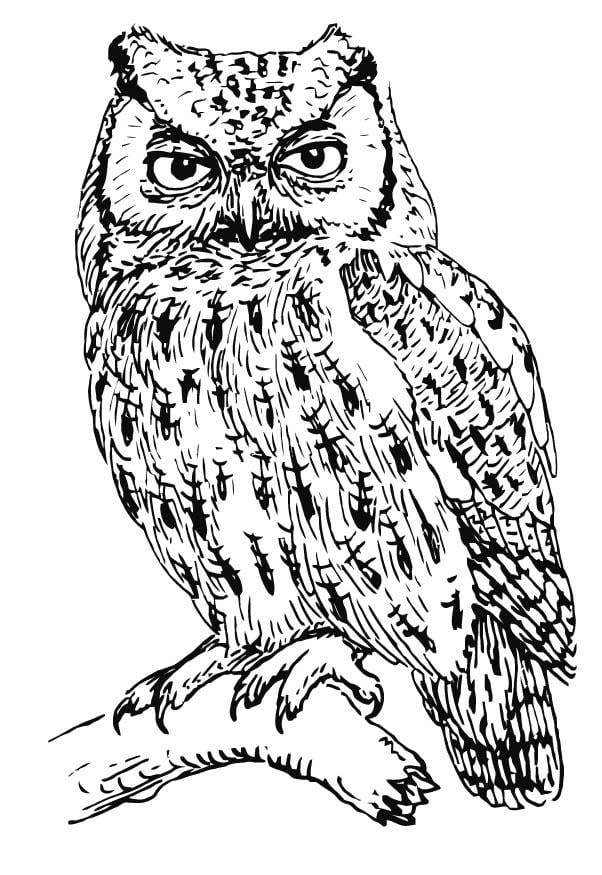 unique coloring pages owl cartoon - photo #28