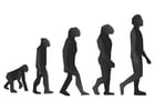 Malvorlagen Evolution