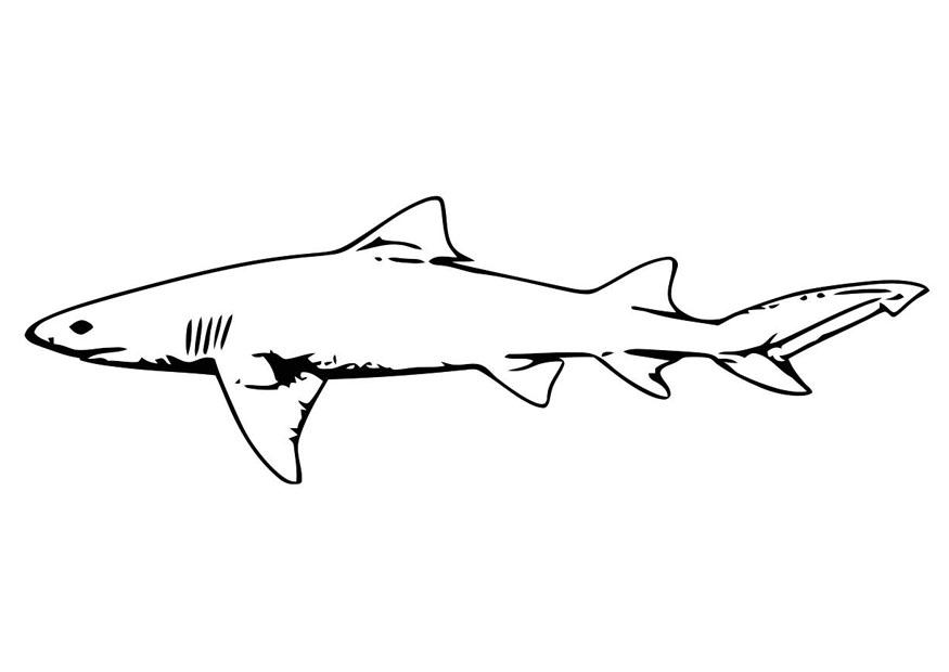 Malvorlage  Fisch - Hai