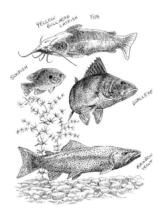 Malvorlage  Fische