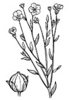 Malvorlagen Flachs