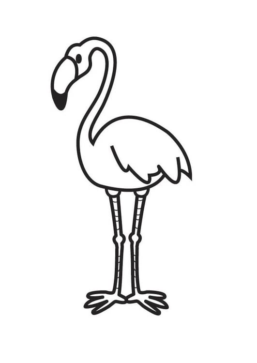 Malvorlage  Flamingo