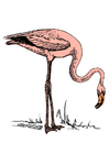 Bild flamingo