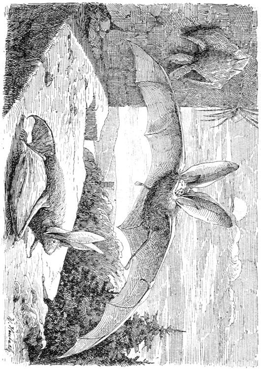Fledermaus