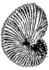 Malvorlage  Fossil