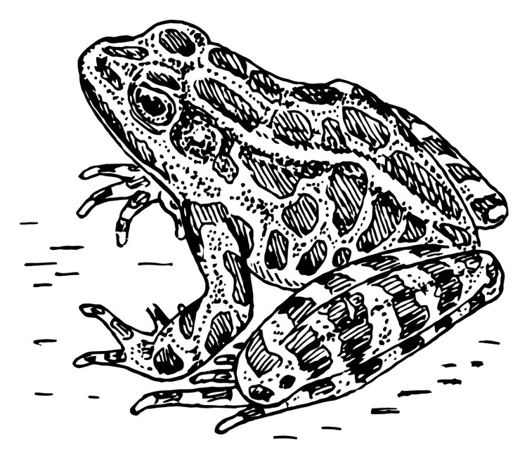 Malvorlage  Frosch