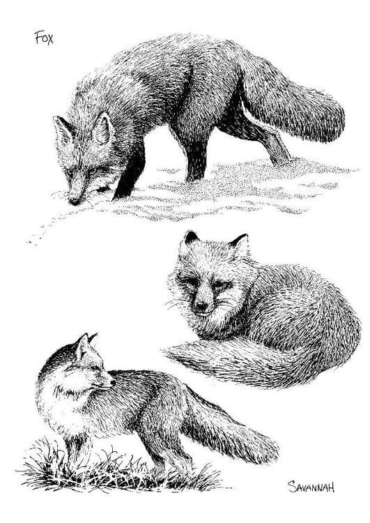 Malvorlage  Fuchs