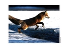 Foto fuchs