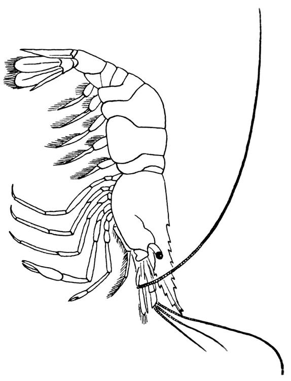 Garnele