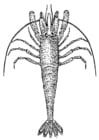 Malvorlagen Garnele