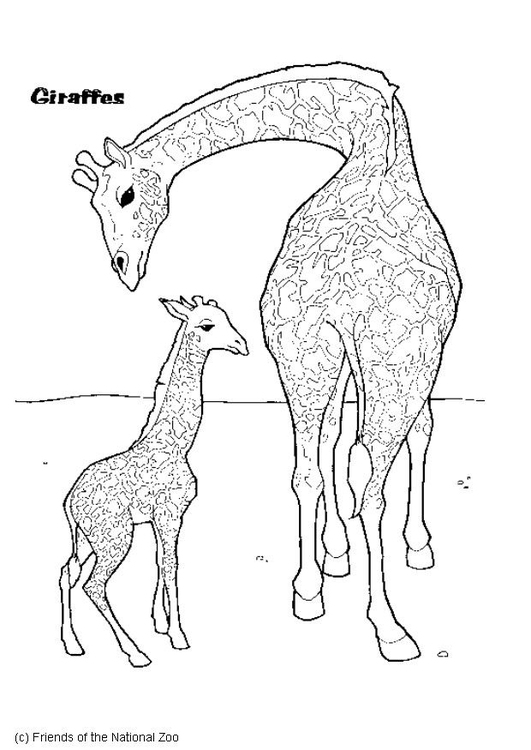 Malvorlage Giraffe | Ausmalbild 5986.