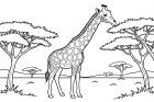 Giraffe in der Savanne