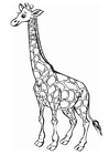 Malvorlage  Giraffe