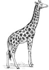 Malvorlage  Giraffe