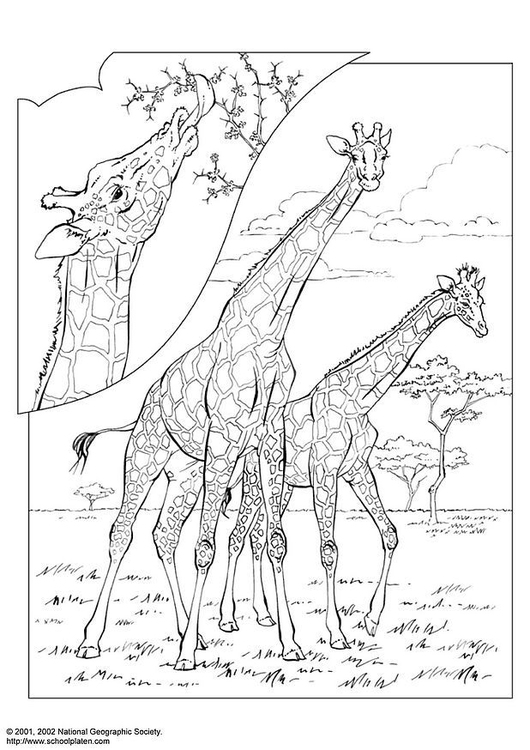 malvorlage giraffen  kostenlose ausmalbilder zum ausdrucken