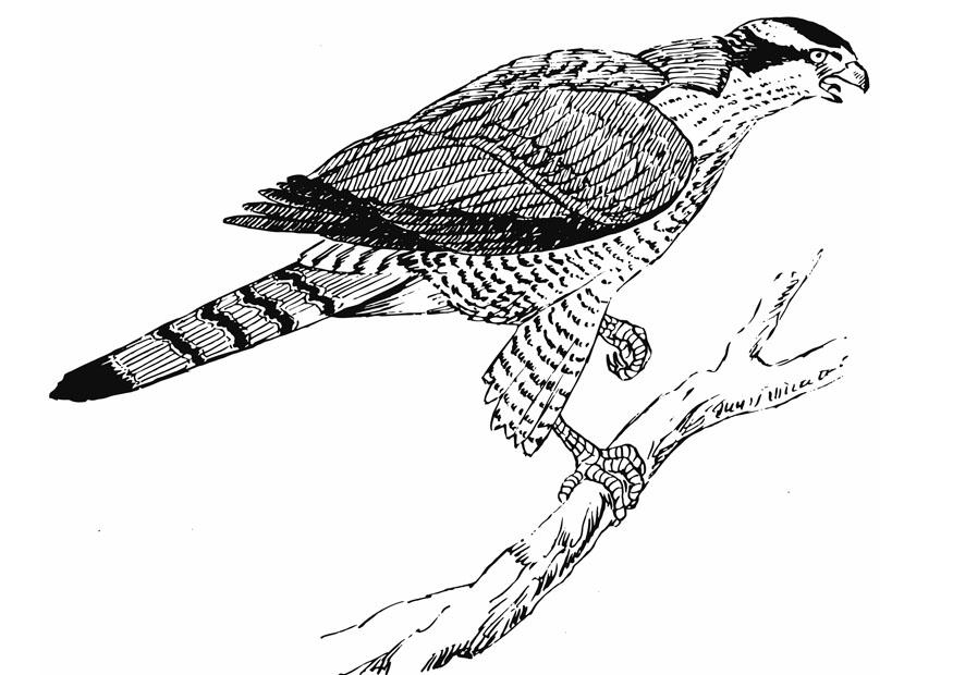 Malvorlage Habicht Kostenlose Ausmalbilder Zum