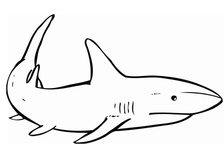 malvorlage hai  kostenlose ausmalbilder zum ausdrucken