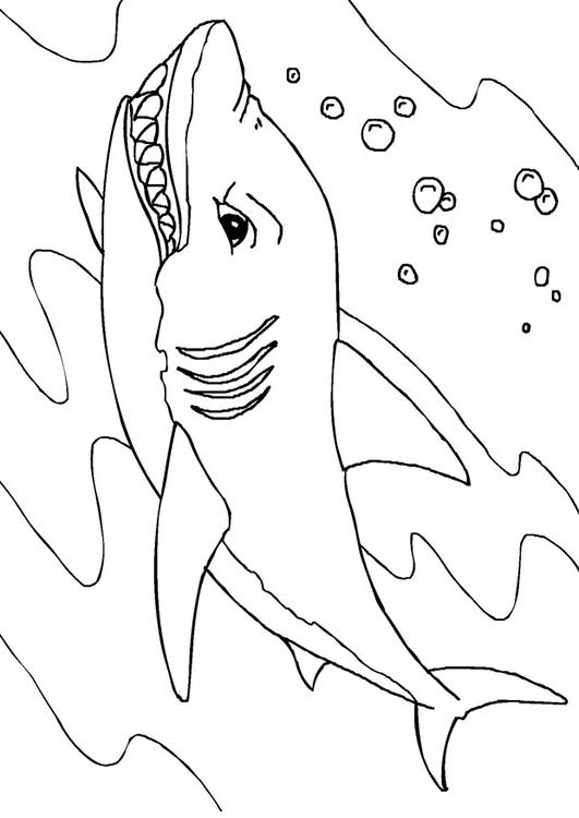 Hai