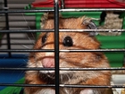Foto hamster in käfig