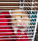 Foto hamster in käfig