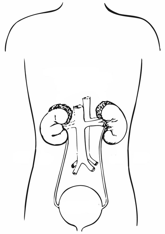 Malvorlage  Harnsystem