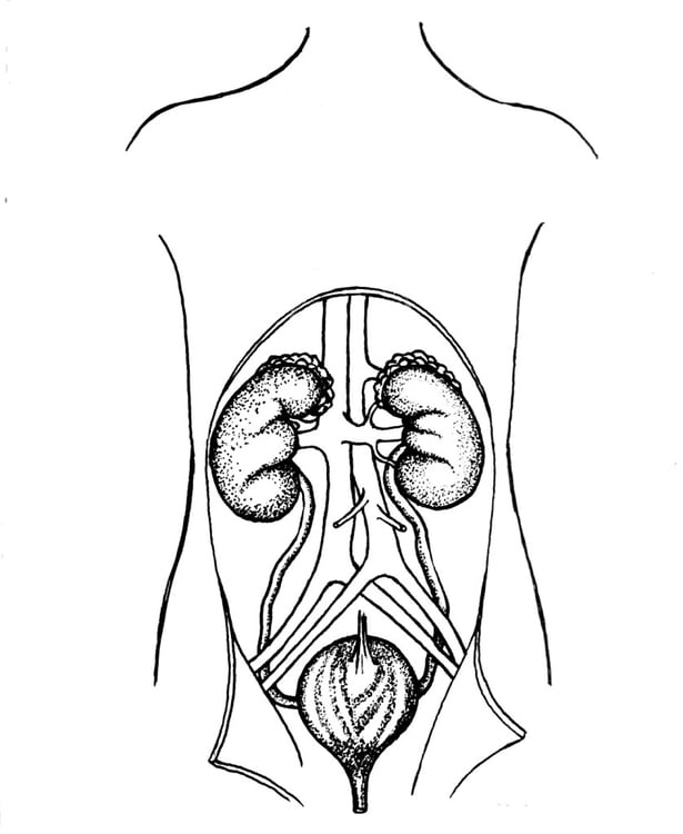 Malvorlage  Harnsystem, Nieren und Blase