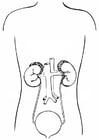 Malvorlagen Harnsystem