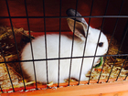 Foto hase im kÃ¤fig