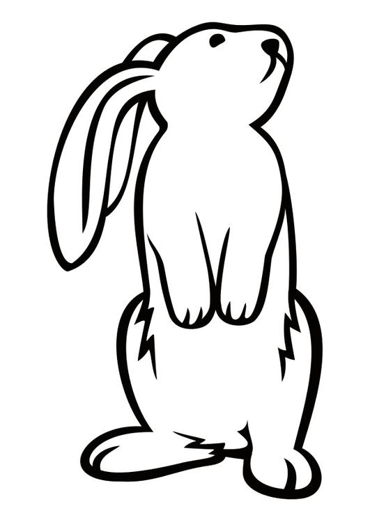 Hase