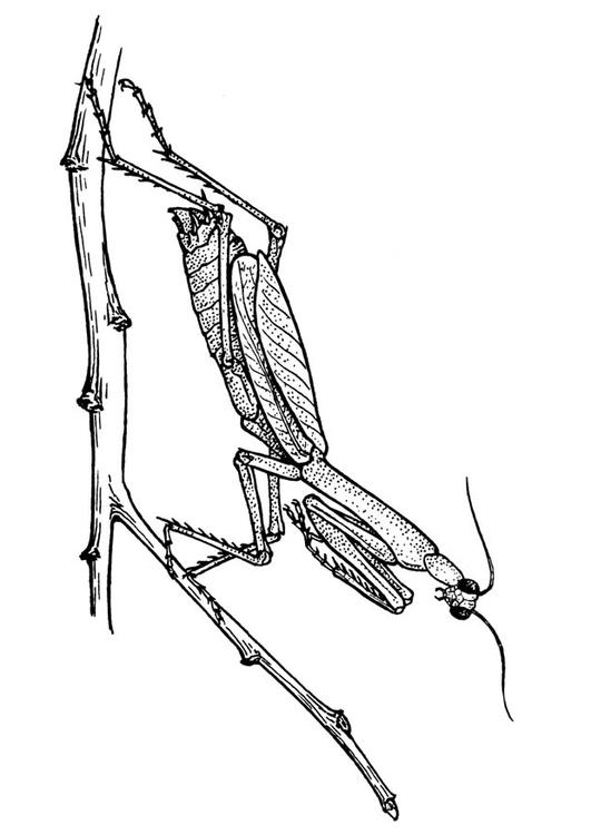 Heuschrecke - Gottesanbeterin