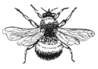 Malvorlagen Hummel