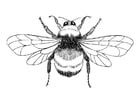 Malvorlagen Hummel