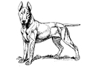 Malvorlagen Hund - Bull Terrier