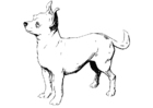 Malvorlage  Hund - Chihuahua