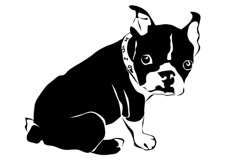 Malvorlage  Hund - franzÃ¶sische Bulldogge