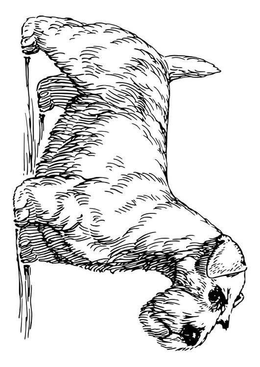 Hund - Sealyham Terrier