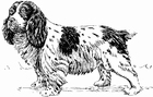 Malvorlagen Hund - Spaniel